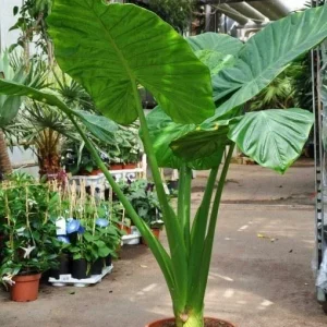 Alocasia Calidora Live Plant – 10-12 Inches Tall – Indoor & Outdoor Tropical Elephant Ear - Image 1
