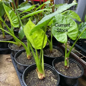 Alocasia Calidora Live Plant – Elephant Ear – 24