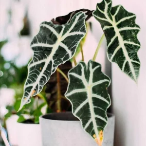 Alocasia Live Plant - Rare Glossy Houseplant 4-8'' Tall - Indoor - Image 2