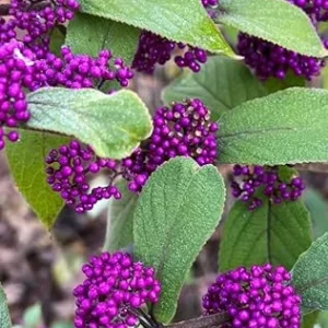 American Beautyberry Live Plant – Callicarpa Bush, 2 Count, 8-18 Inch Tall - Image 3