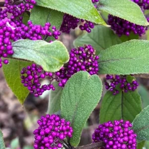 American Beautyberry Live Plant – Callicarpa Bush, 2 Count, 8-18 Inch Tall - Image 7