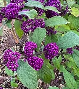 American Beautyberry Live Plant – Callicarpa Bush – 8-18 Inch Tall – Outdoor - Image 1