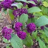 American Beautyberry Plant – Live Bush – 8-18 Inch Tall – Outdoor Shrub - Image 1