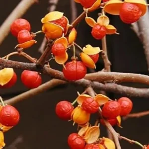 American Bittersweet Vine Live Plant - 2 Pack, 6-12" Tall, Orange Berries, Outdoor - Image 1