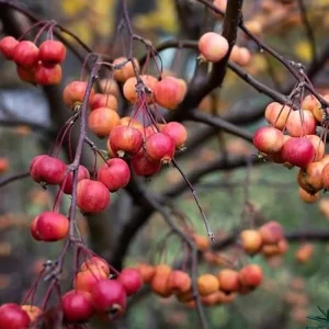 American Crabapple Tree Live Plant - 1 ft Tall, Pink/White Flowers, Zones 5-9 - Image 3