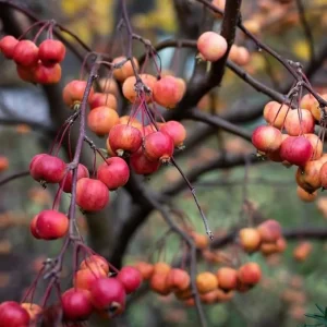 American Crabapple Tree Live Plant - 1 ft Tall, Pink/White Flowers, Zones 5-9 - Image 4