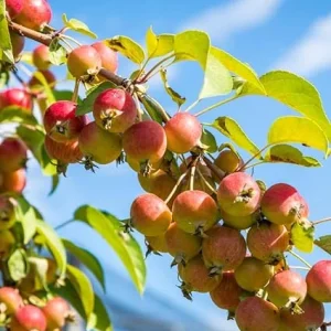 American Crabapple Tree Live Plant, 2 ft Tall, Pink Red Flowers, USDA Zones 5-9 - Image 3