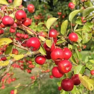 American Crabapple Trees Live Plants 1 ft Tall - Pink/White Flowers, Zone 5-9 - Image 2