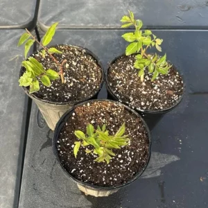 American Elderberry Live Plant Bush – 5-10 Inch Tall Starter Plant in 1 Gallon Pot - Image 10