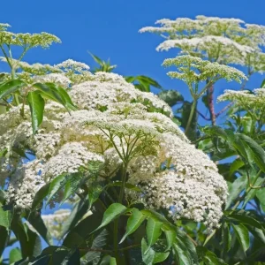 American Elderberry Live Plant Bush – 5-10 Inch Tall Starter Plant in 1 Gallon Pot - Image 3