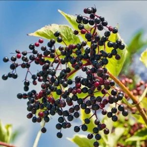 American Elderberry Live Plant Bush – 5-10 Inch Tall Starter Plant in 1 Gallon Pot - Image 6