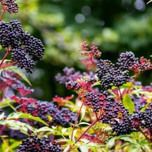 American Elderberry Live Plant Bush – 5-10 Inch Tall Starter Plant in 1 Gallon Pot - Image 7