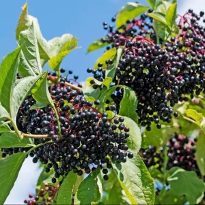 American Elderberry Live Plant Bush – 5-10 Inch Tall Starter Plant in 1 Gallon Pot - Image 8