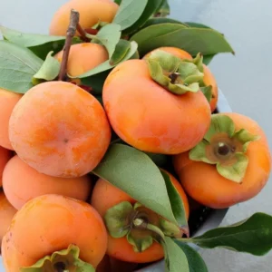 American Persimmon Live Tree Plant - Diospyros Virginiana 9-12 Inch Tall - Image 2