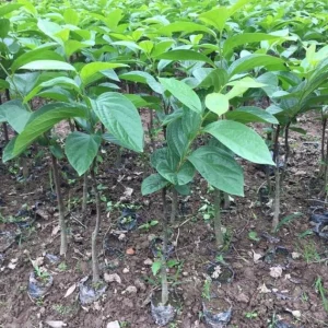 American Persimmon Live Tree Plant - Diospyros Virginiana 9-12 Inch Tall - Image 3