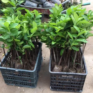 American Persimmon Live Tree Plant - Diospyros Virginiana 9-12 Inch Tall - Image 4