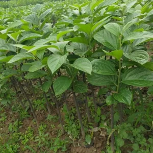 American Persimmon Live Tree Plant - Diospyros Virginiana 9-12 Inch Tall - Image 5