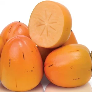 American Persimmon Live Tree Plant - Diospyros Virginiana 9-12 Inch Tall - Image 6