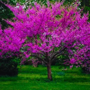 American Redbud Tree Live Plant - 1-2ft Dormant Seedlings - Pink Flowers - Image 2