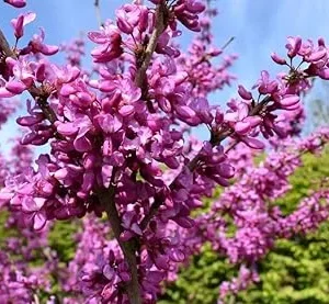 American Redbud Tree Live Plant 4-5 FT Tall - Ornamental Pink Purple Blooms - Image 4