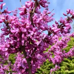 American Redbud Tree Live Plant 4-5 FT Tall - Ornamental Pink Purple Blooms - Image 7