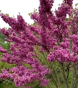 American Redbud Tree Live Plant - Cercis Canadensis Ornamental 2 FT Tall - Image 4