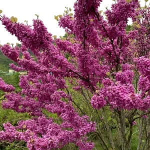 American Redbud Tree Live Plant - Cercis Canadensis Ornamental 2 FT Tall - Image 1