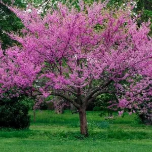 American Redbud Tree Live Plant - Ornamental Red Bud 3-4 FT Tall - Outdoor - Image 2