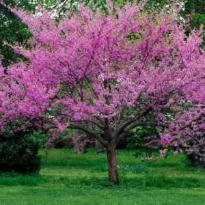 American Redbud Tree Live Plant - Ornamental Red Bud 3-4 FT Tall - Outdoor - Image 5