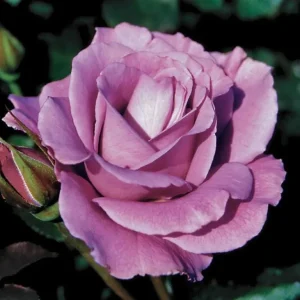 Angel Face Floribunda Rose Live Plant – Fragrant Plum Lilac Double Flowers – 5-7 inches Tall - Image 3