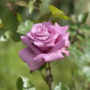 Angel Face Floribunda Rose Live Plant – Fragrant Plum Lilac Double Flowers – 5-7 inches Tall - Image 5