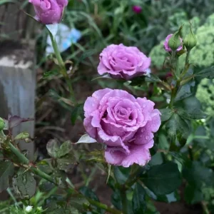 Angel Face Floribunda Rose Live Plant – Fragrant Plum Lilac Double Flowers – 5-7 inches Tall - Image 6