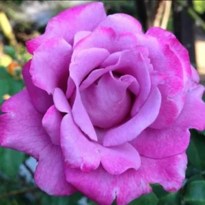 Angel Face Floribunda Rose Live Plant – Fragrant Plum Lilac Double Flowers – 5-7 inches Tall - Image 1