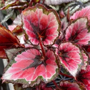 Angel Wing Begonia Maculata Live Plant - 2 Pack, 5-9" Tall, Indoor/Outdoor Polka Dot Begonia - Image 2