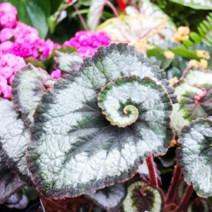 Angel Wing Begonia Maculata Live Plant - 2 Pack, 5-9" Tall, Indoor/Outdoor Polka Dot Begonia - Image 1