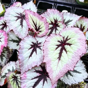 Angel Wing Begonia Maculata Live Plant - 2 Pack, 5-9