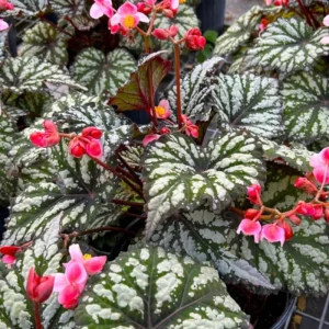 Angel Wing Begonia Maculata Live Plant - 2 Pack, 5-9