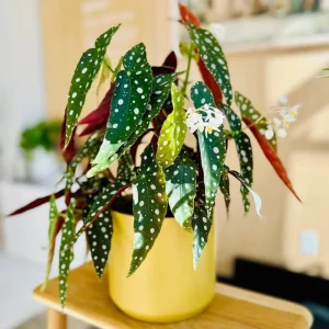 Angel Wing Begonia Maculata Live Plant - 2 Pack, 5-9