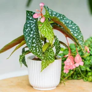 Angel Wing Begonia Maculata Live Plant - 2 Pack, 5-9