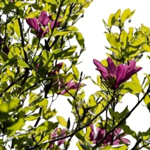 Ann Magnolia Tree Live Plant - 2 Ft Tall Purple Flowering Magnolia, USDA Zones 5-9 - Image 3