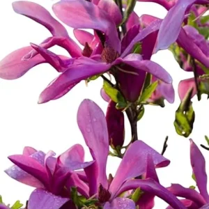 Ann Magnolia Tree Live Plant - 3 Ft Tall, Purple Flowering Deciduous Tree for Outdoor - Image 6