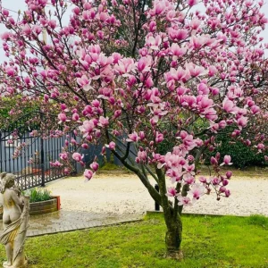 Ann Magnolia Tree Live Plant – 6-12 Inch – Fragrant Pink Flowers – 2.5 Inch Pot - Image 3