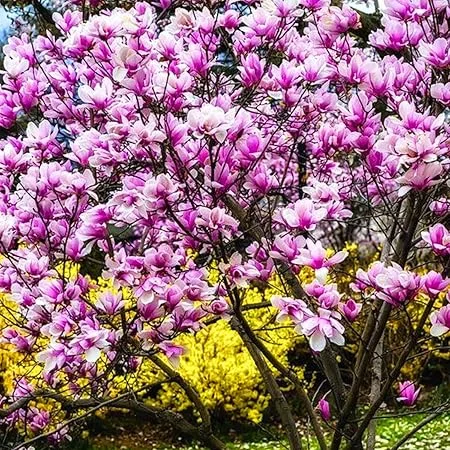 Ann Magnolia Tree Live Plant, Pink Flowers, 6-12 Inches Tall, 2.5 Inch Pot, Outdoor - Image 7