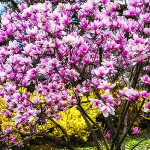 Ann Magnolia Tree Live Plant, Pink Flowers, 6-12 Inches Tall, 2.5 Inch Pot, Outdoor - Image 1