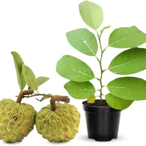 Annona Squamosa Live Plant - Tropical Sugar Apple Tree, 7-12" Tall, Potted, Zones 9-11 - Image 1