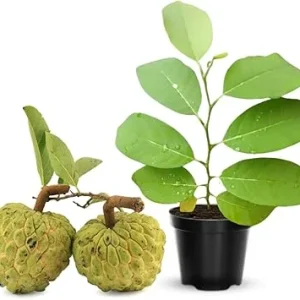 Annona Squamosa Live Plant - Tropical Sugar Apple Tree, 7-12" Tall, Potted, Zones 9-11 - Image 2