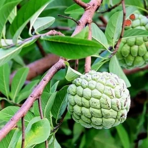 Annona Squamosa Sugar Apple Live Plant - 7-10 Inch Tall - Tropical Fruit Tree in 3 Inch Pot - Image 6