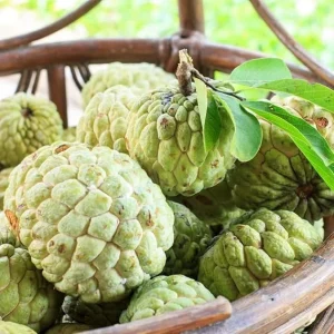 Annona squamosa Sugar Apple Live Plant - Tropical Fruit Tree 6-10