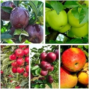 Apple Seedlings Live Plant 1-2 Ft Tall - Sweet Apple Fruits & Fragrant Blossoms - Image 4