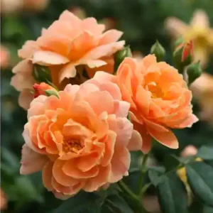Apricot Rose Live Plant – Fragrant Ornamental Flowers for Indoor Outdoor Home Garden - Image 5